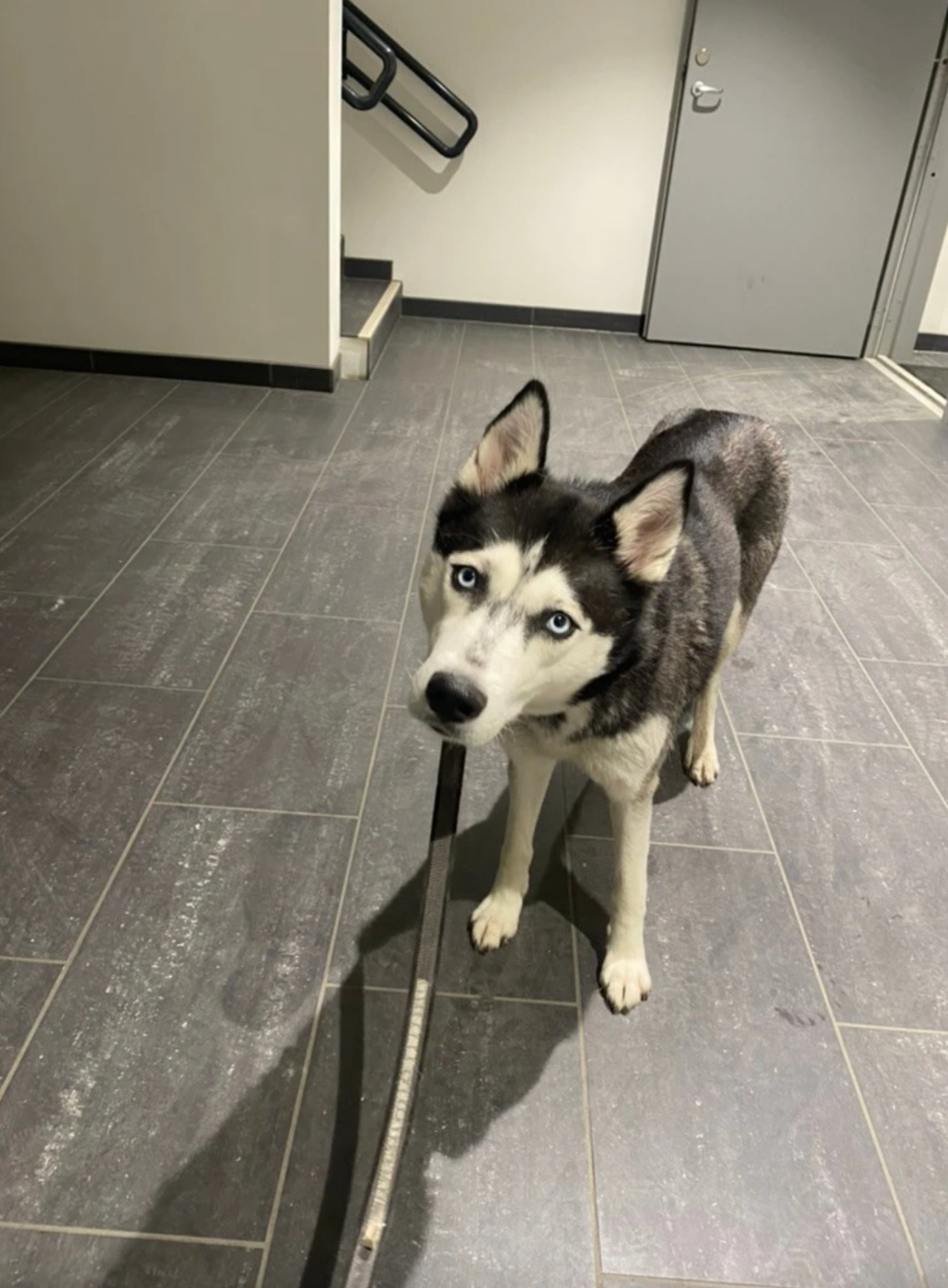 Vår nye leietaker vil møte på hunden vår, en rolig og forsiktig husky som er snill, stille og litt reservert.